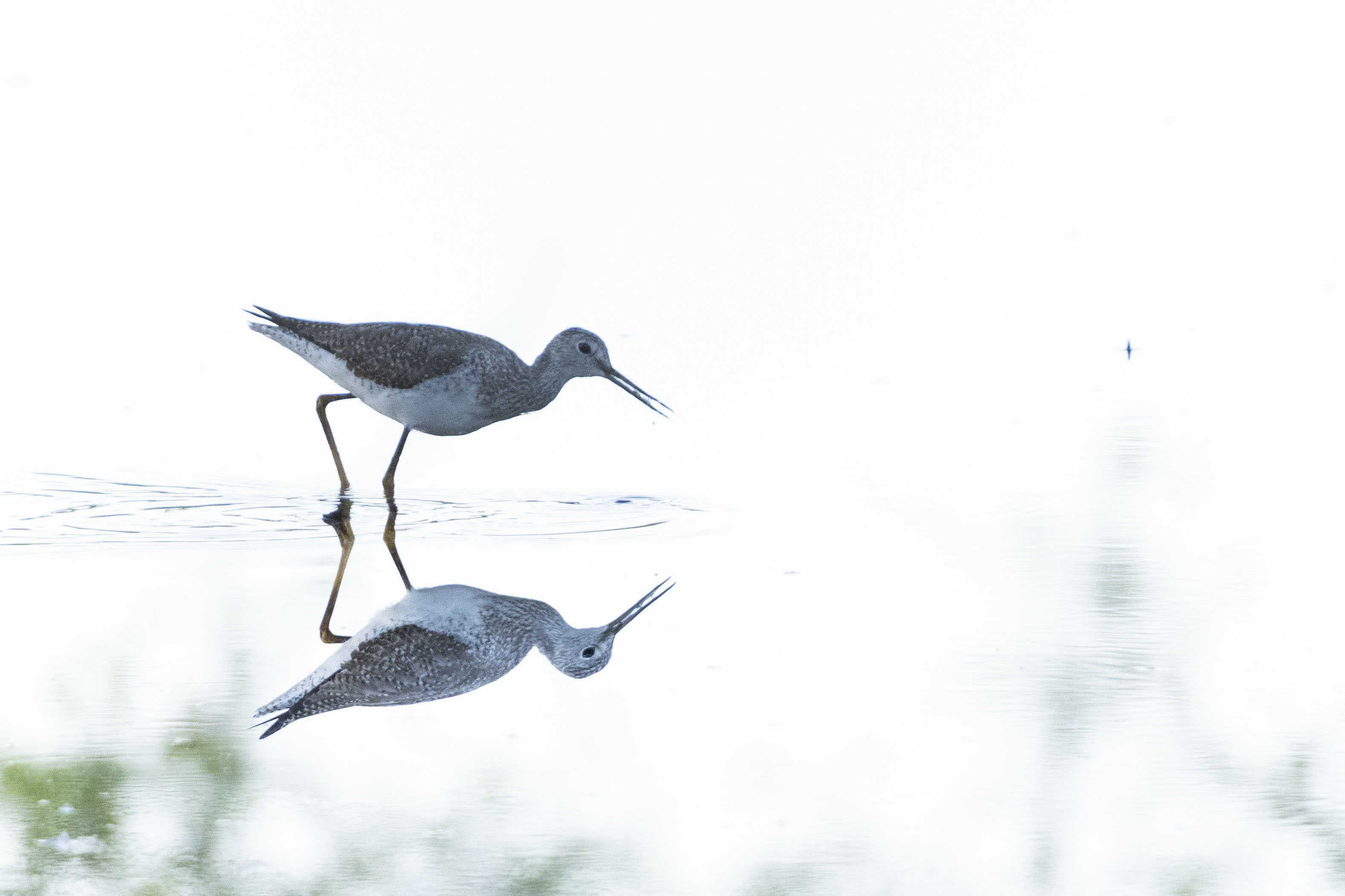 Shorebird, reflected
