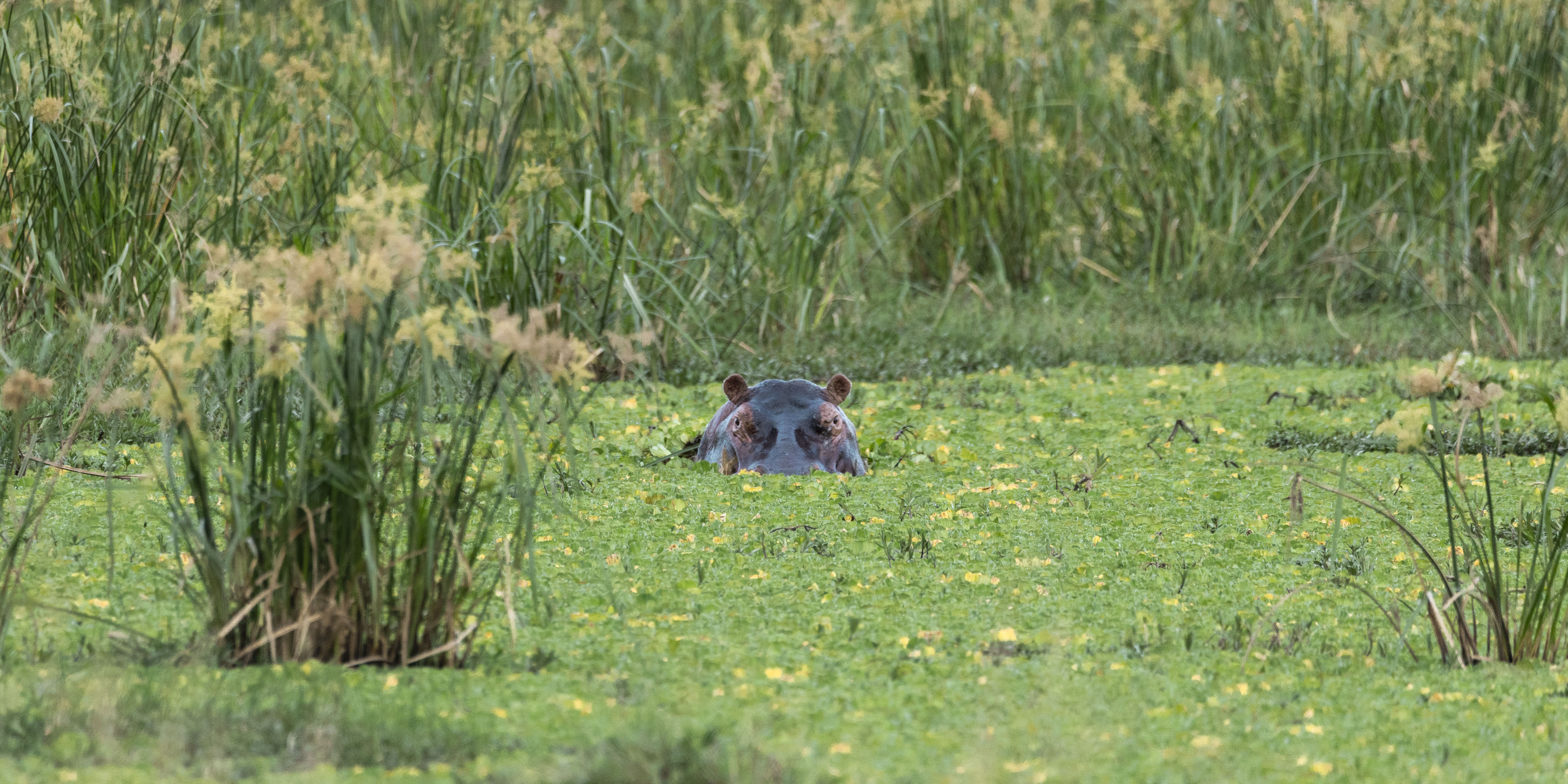 Hippo, green water