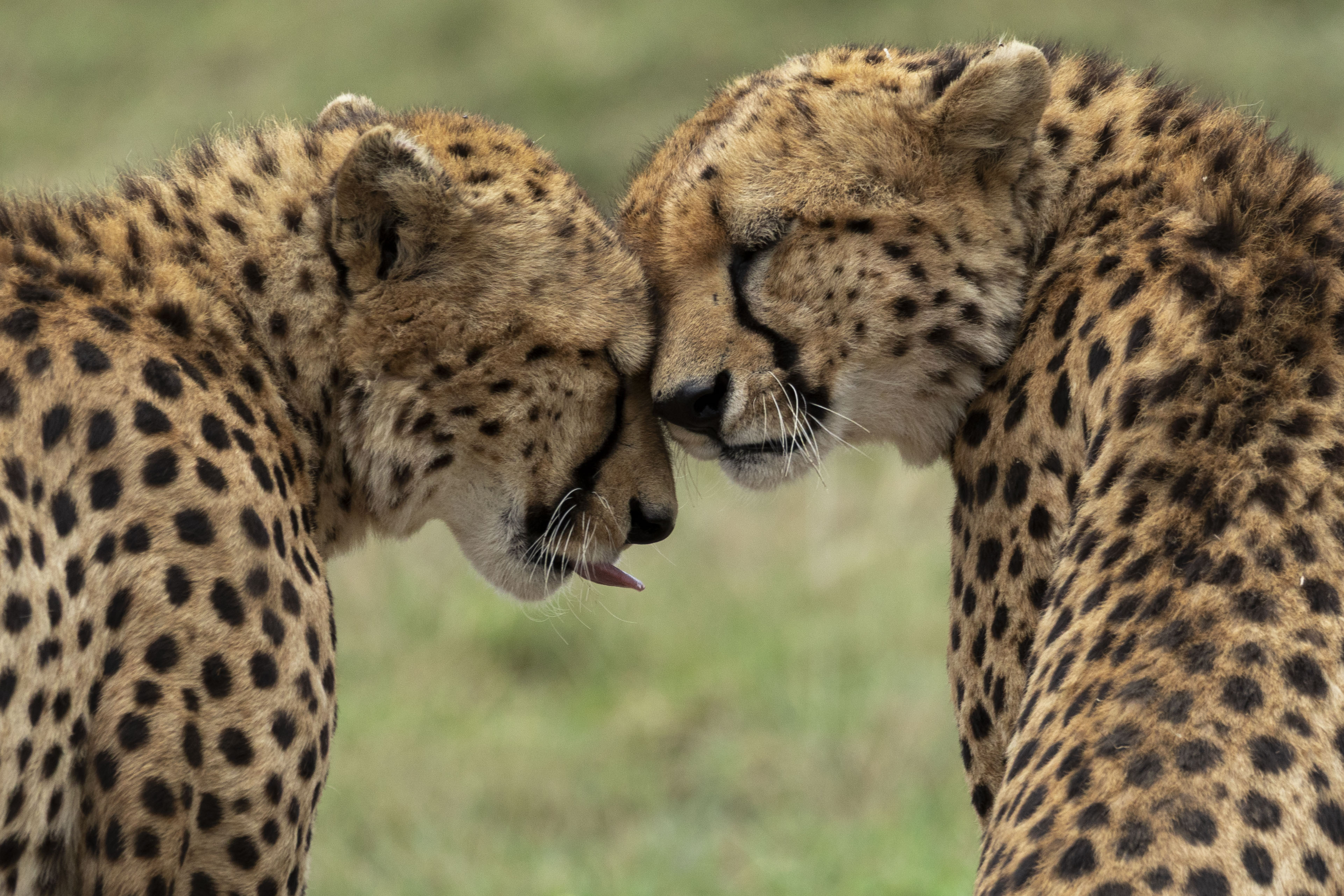 Two cheetahs