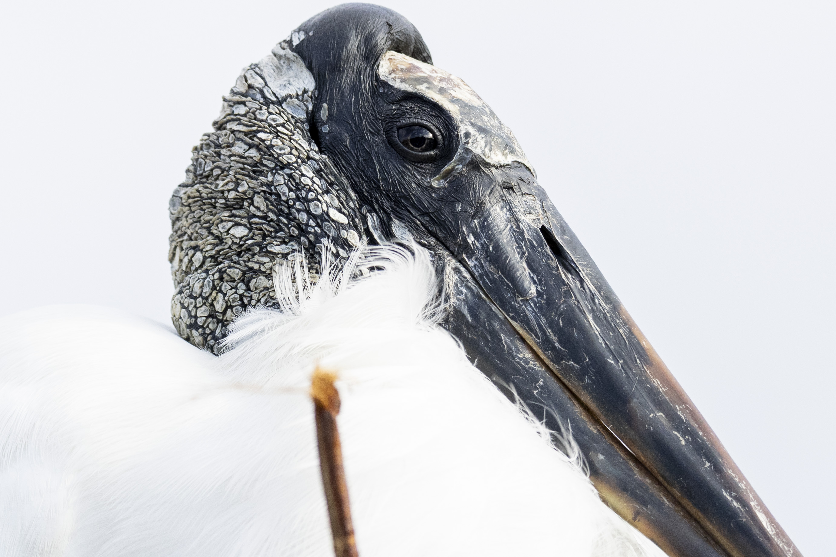 Marabou, close