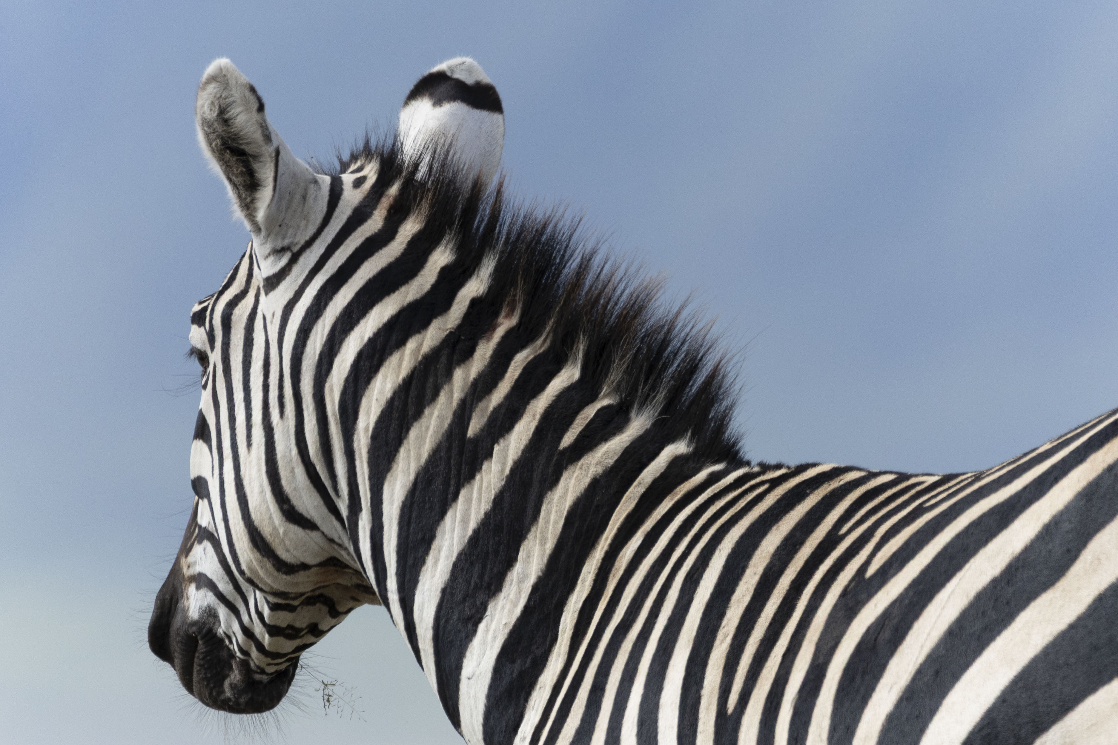Zebra, close