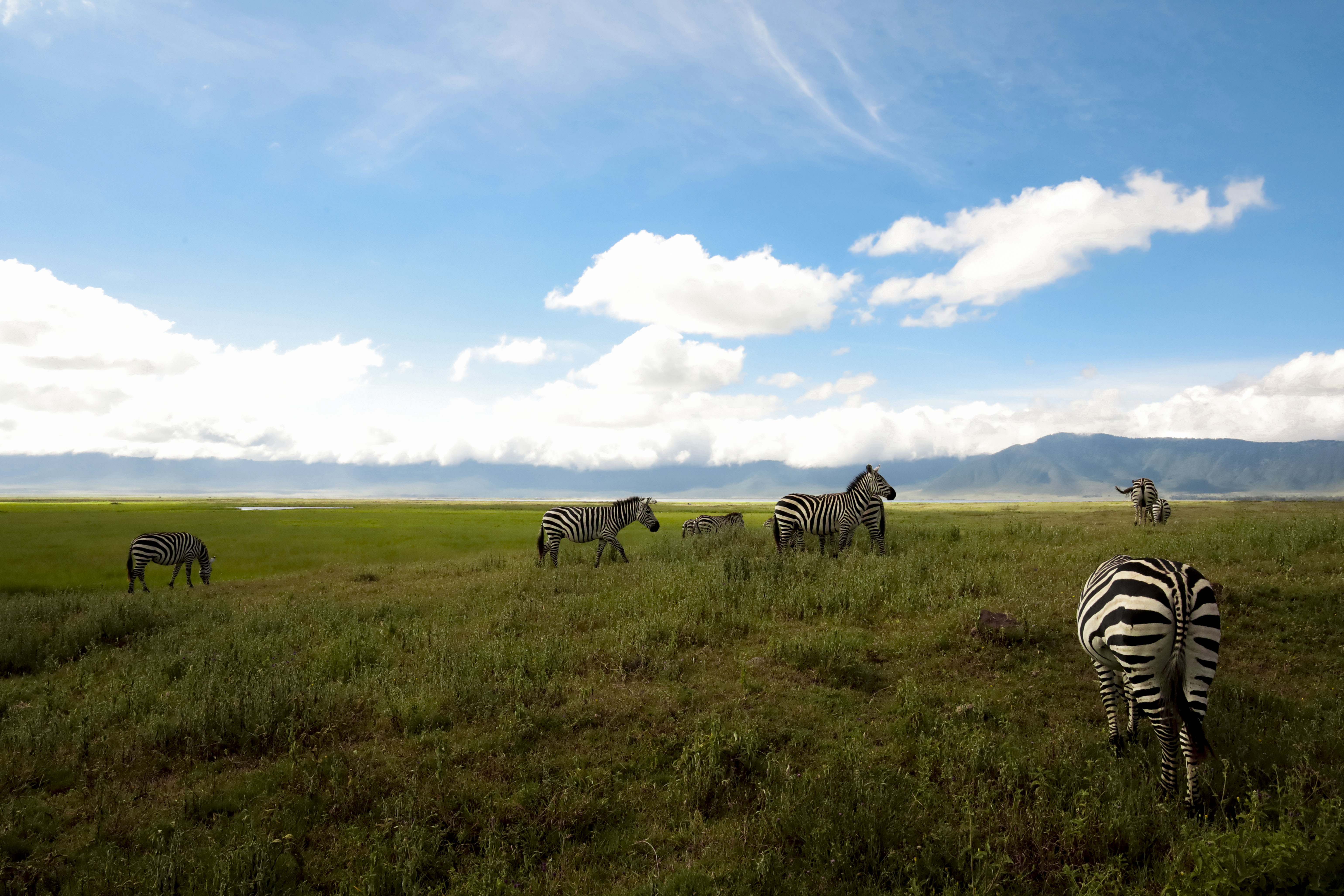 Zebras, crater plain
