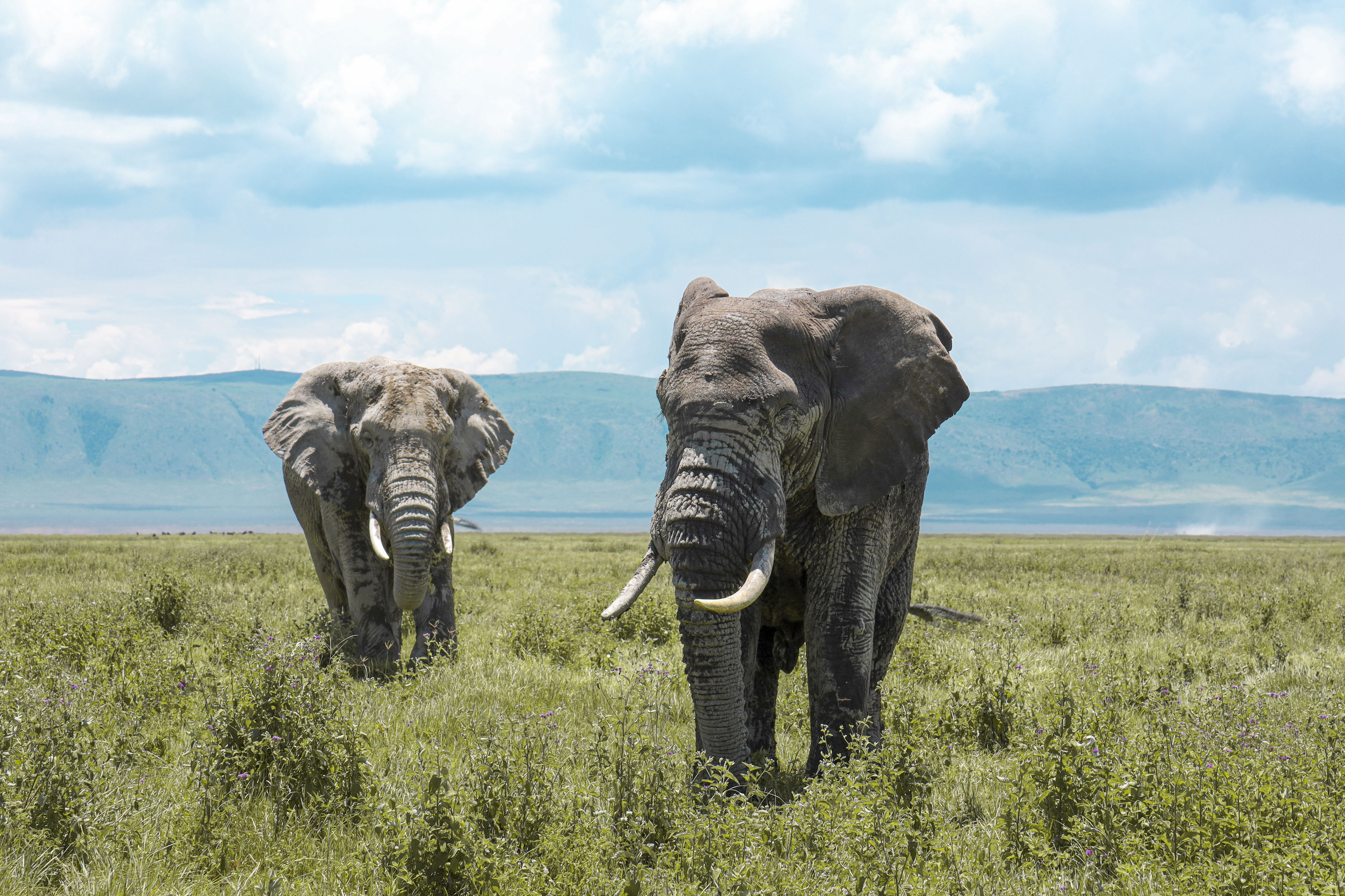 Two elephants, approaching