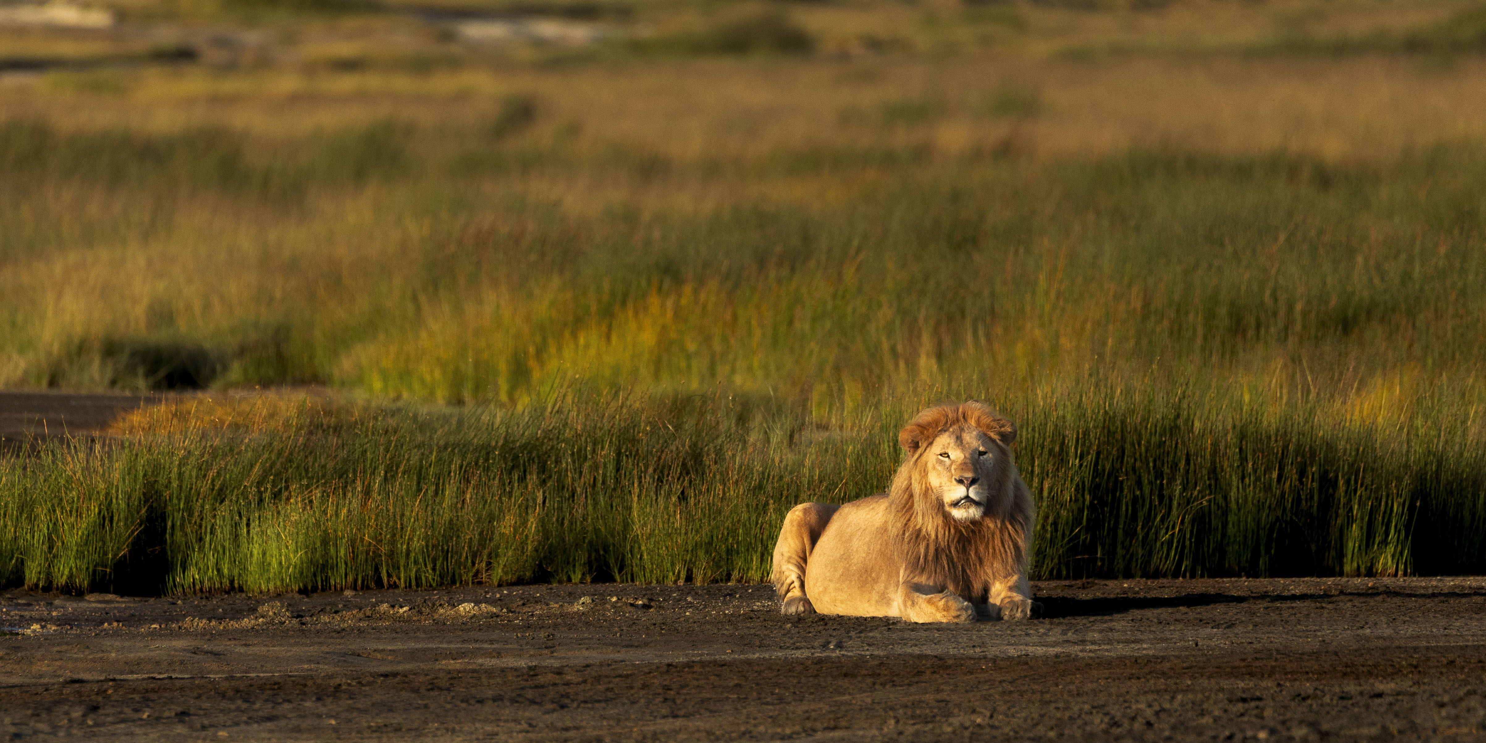 Lion, golden grass