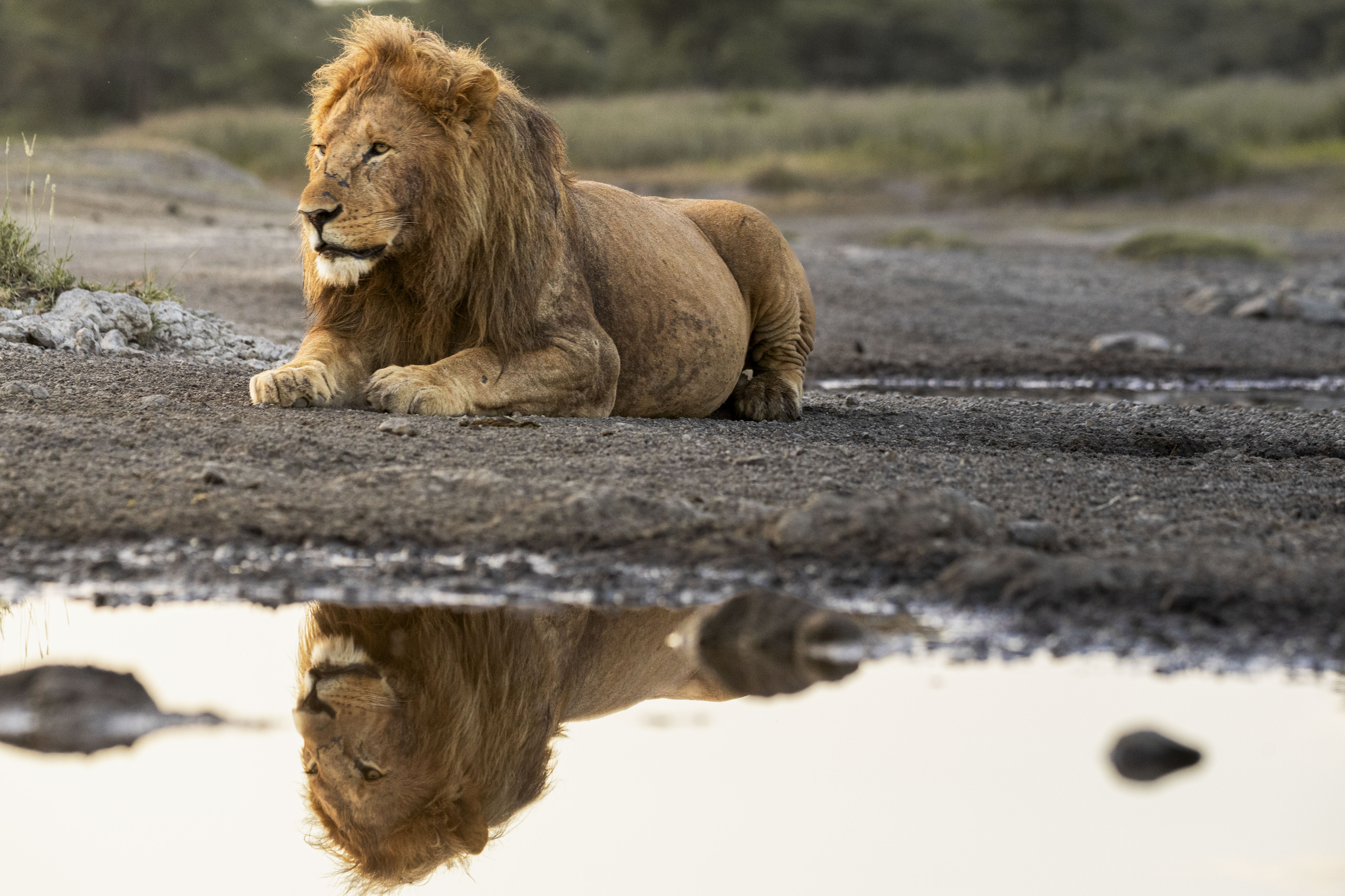 Lion, reflected