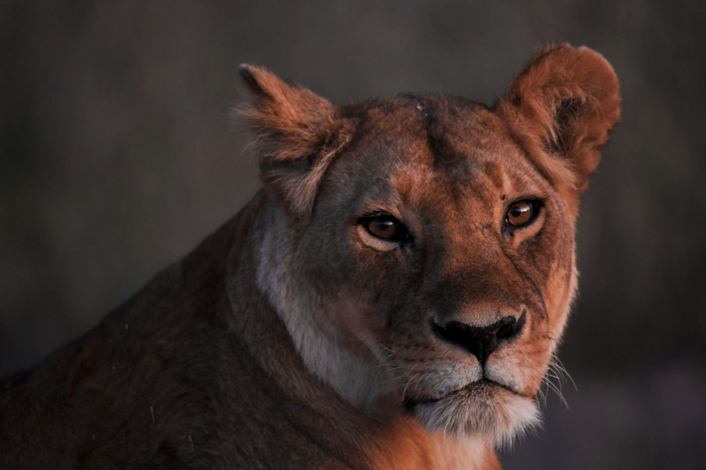Lioness portrait