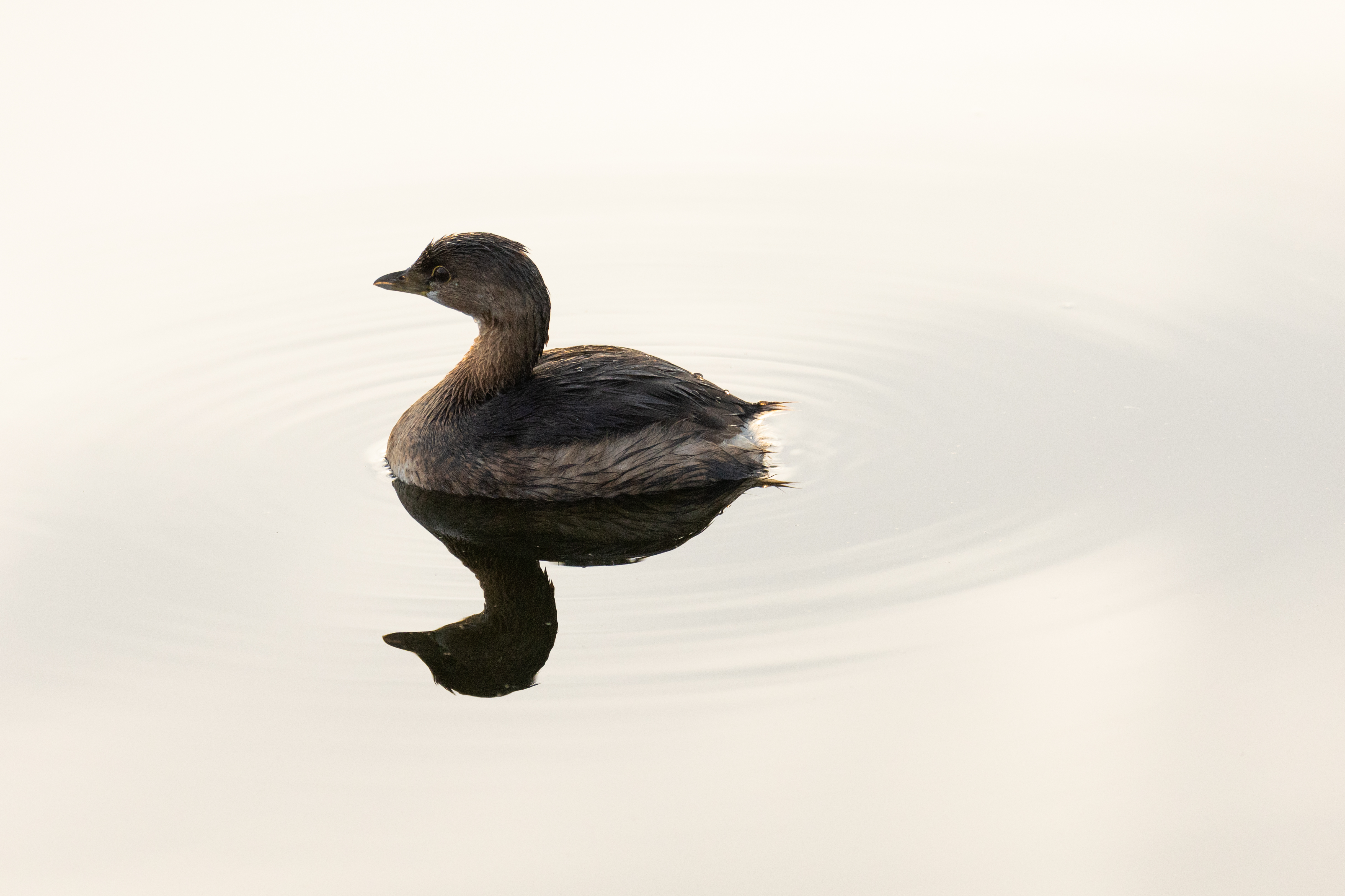 Waterbird, reflected