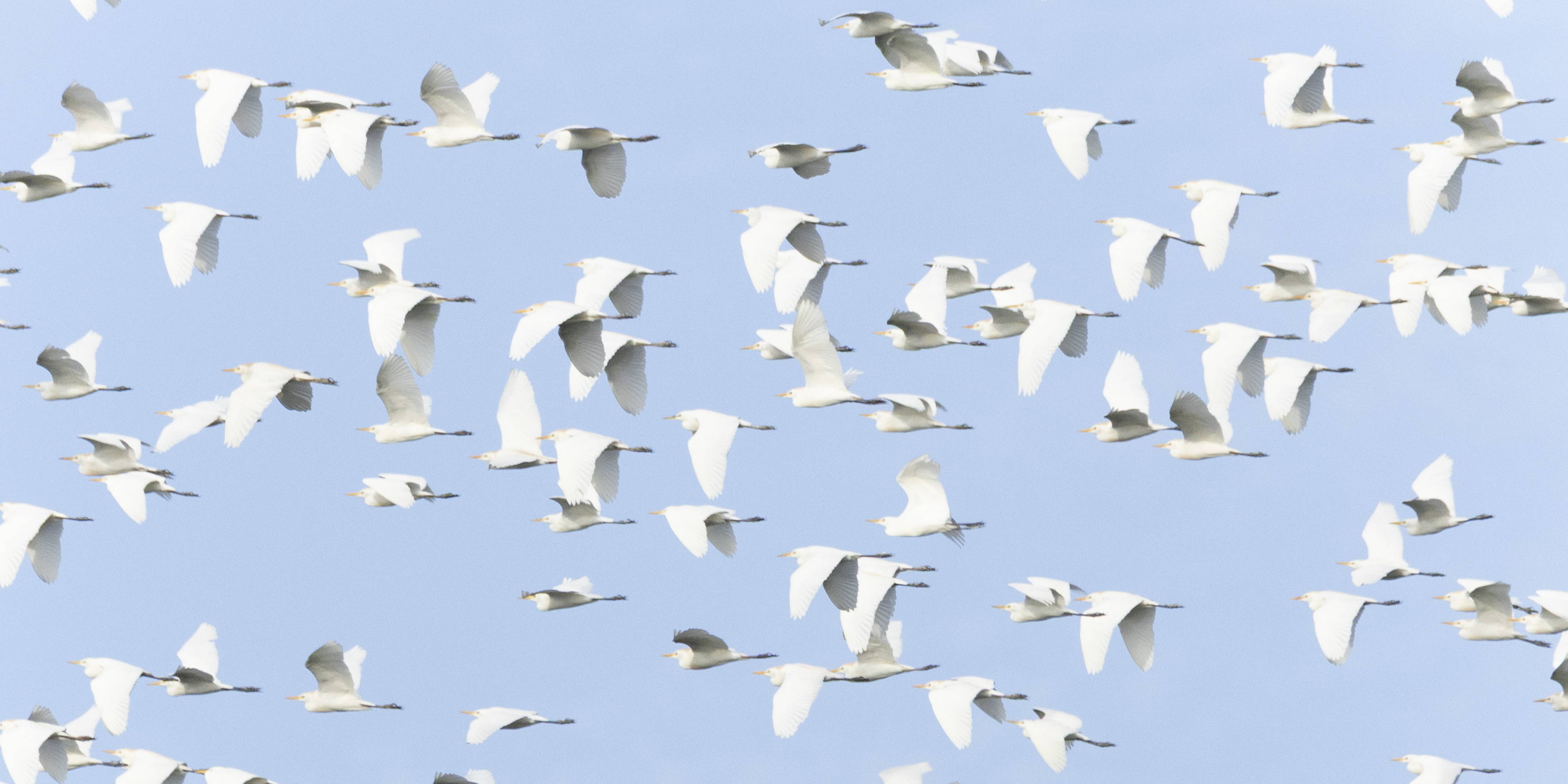 White flock, in flight