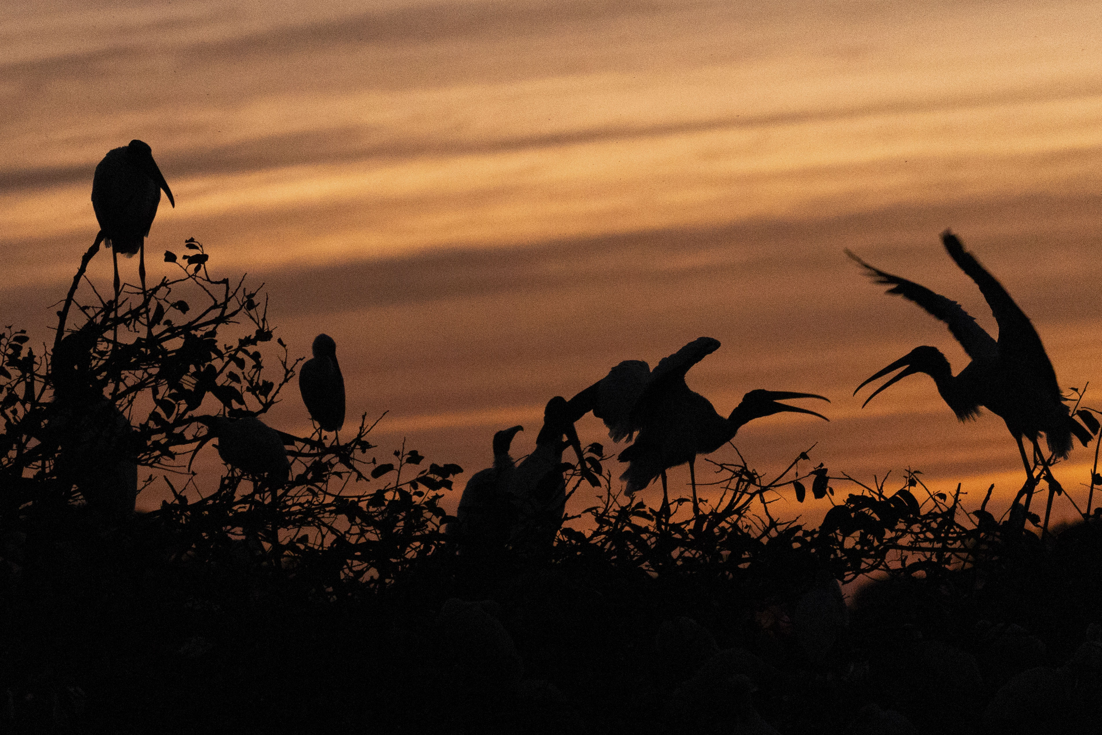 Birds at sunset