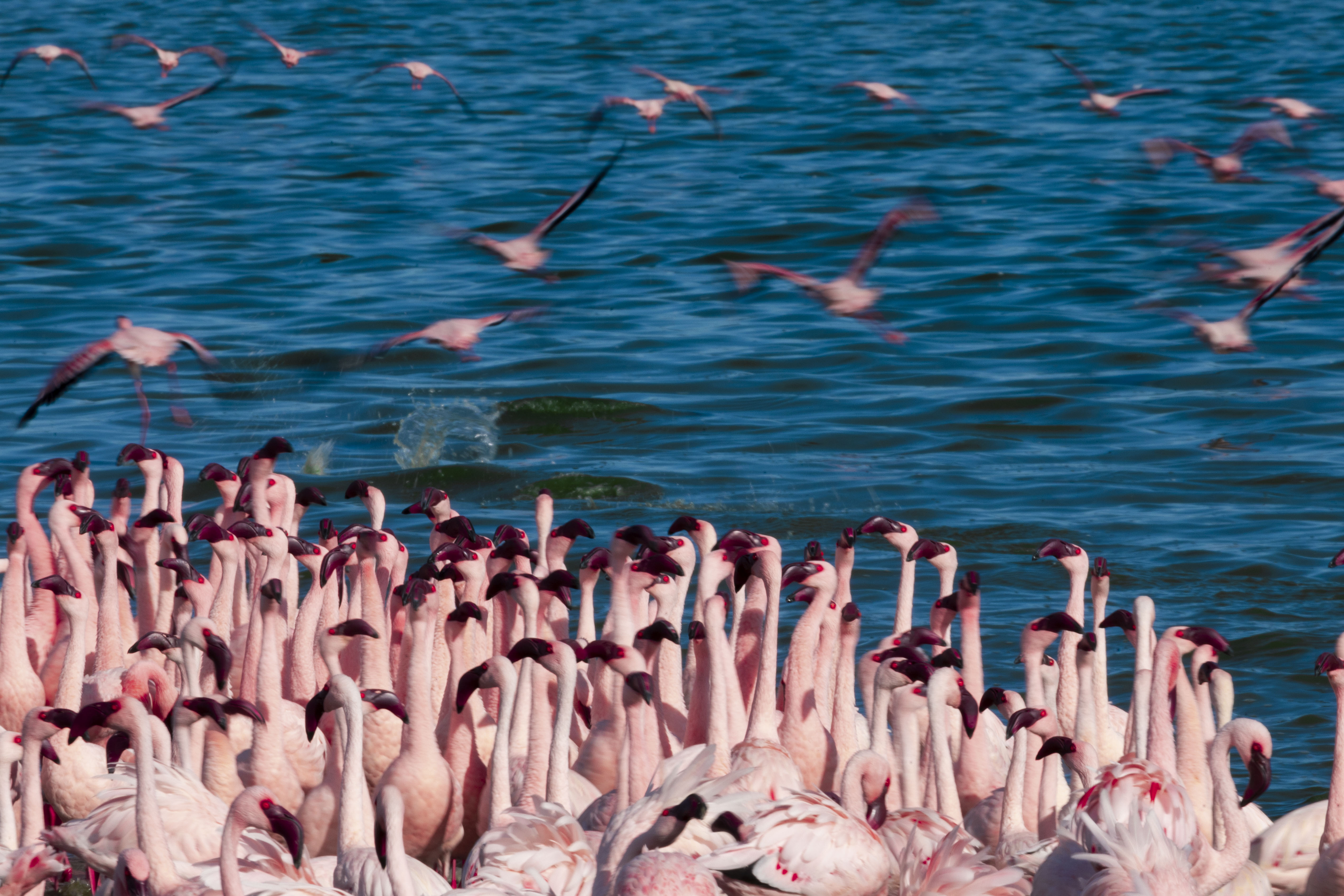 Flamingo colony