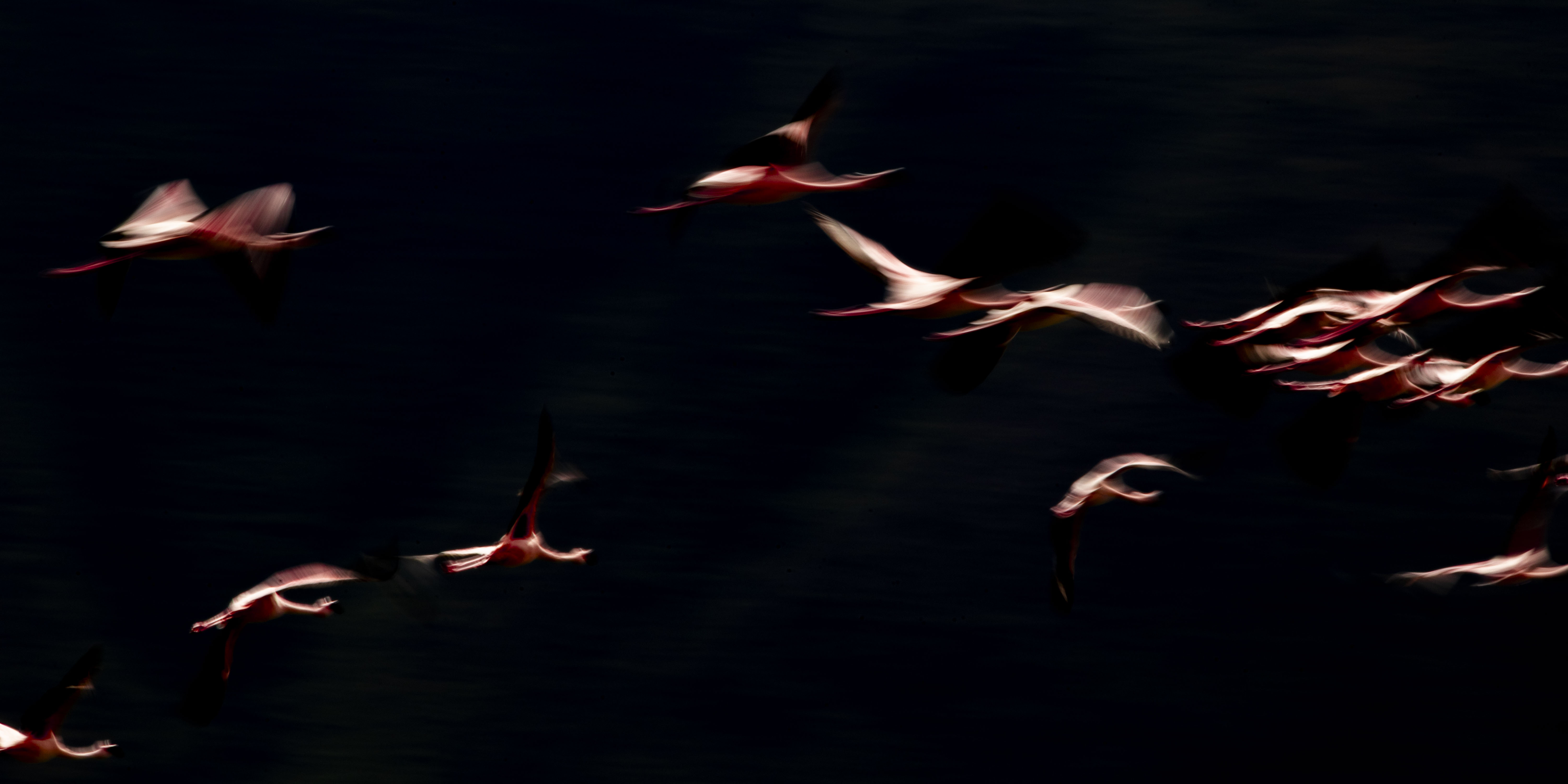 Flamingo abstraction