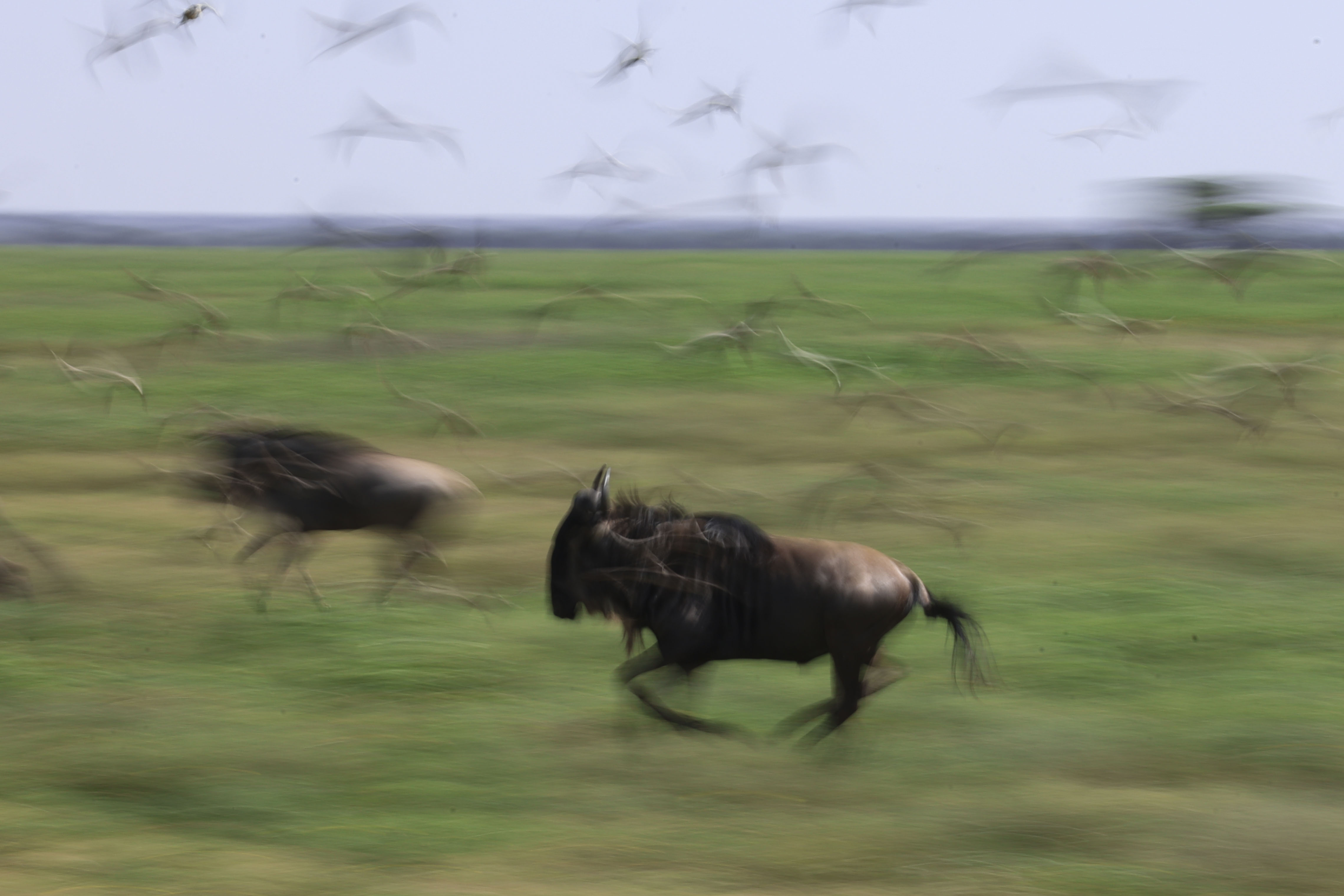 Wildebeest, panned