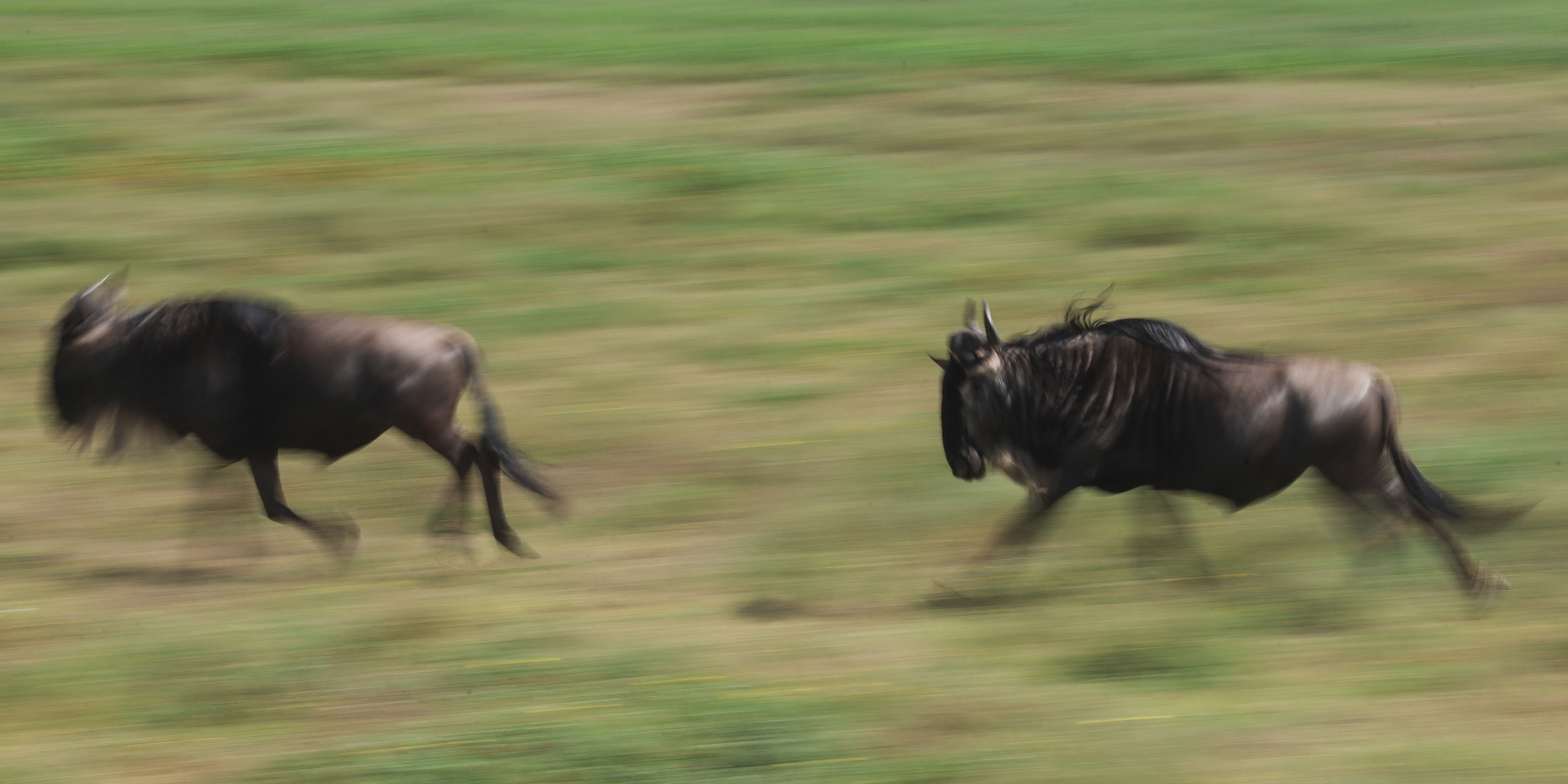 Two wildebeest, panned