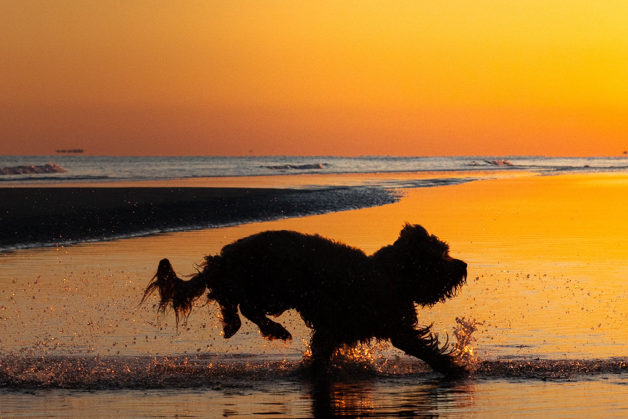 Dog through sunset water