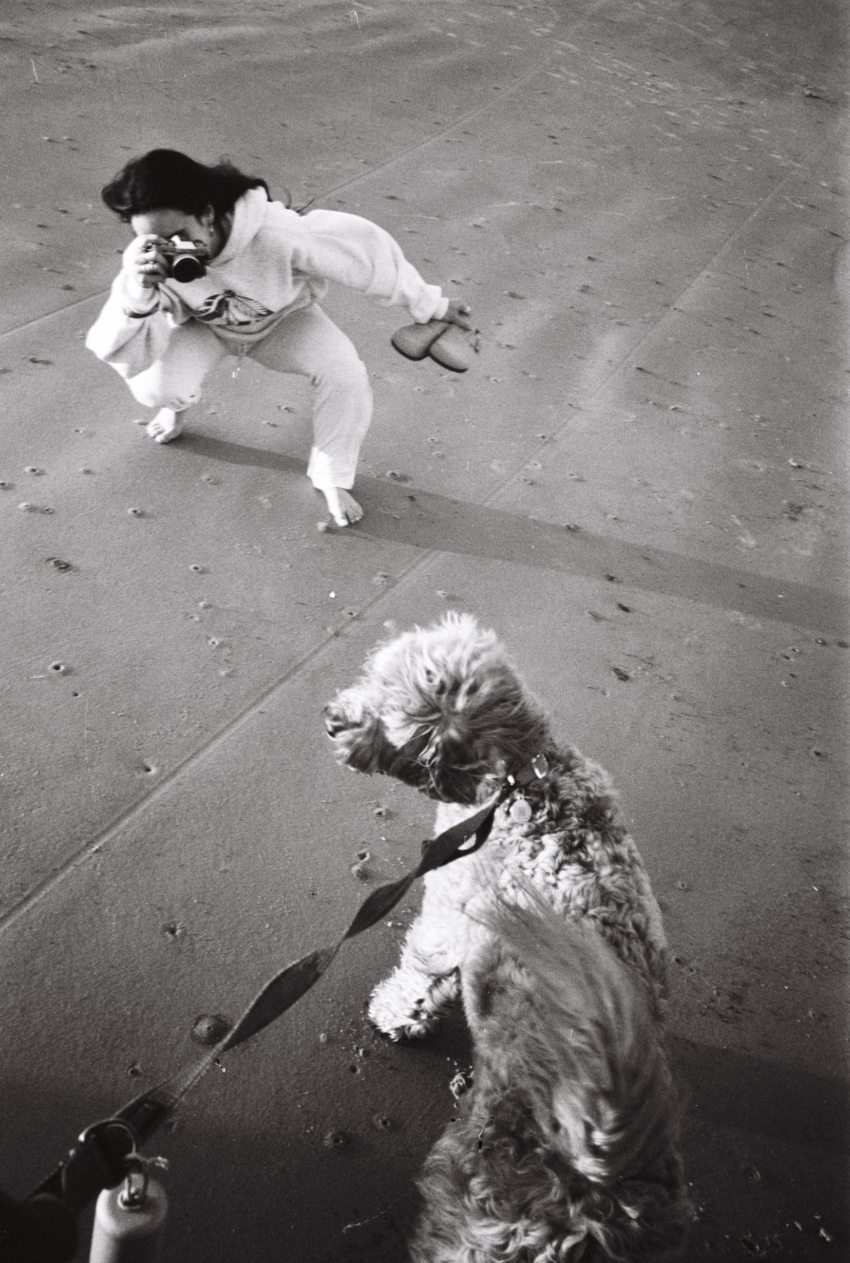 Two poodles, one lead