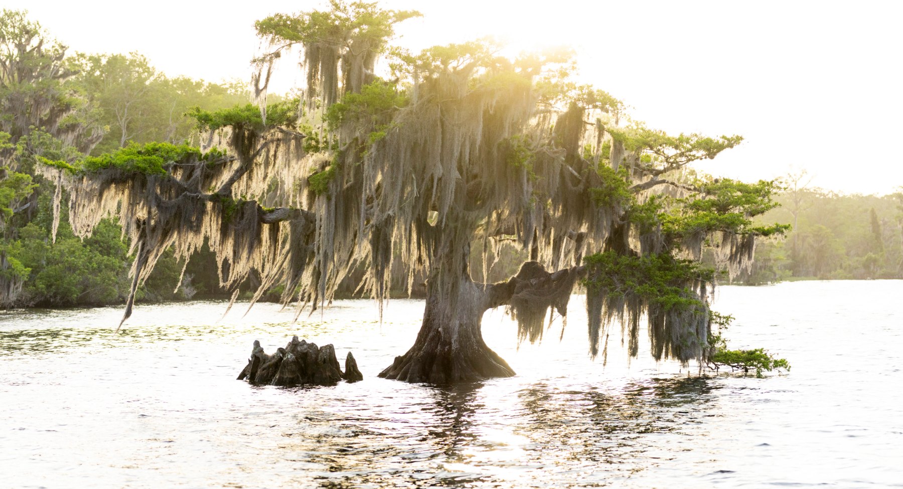Cypress, first sun